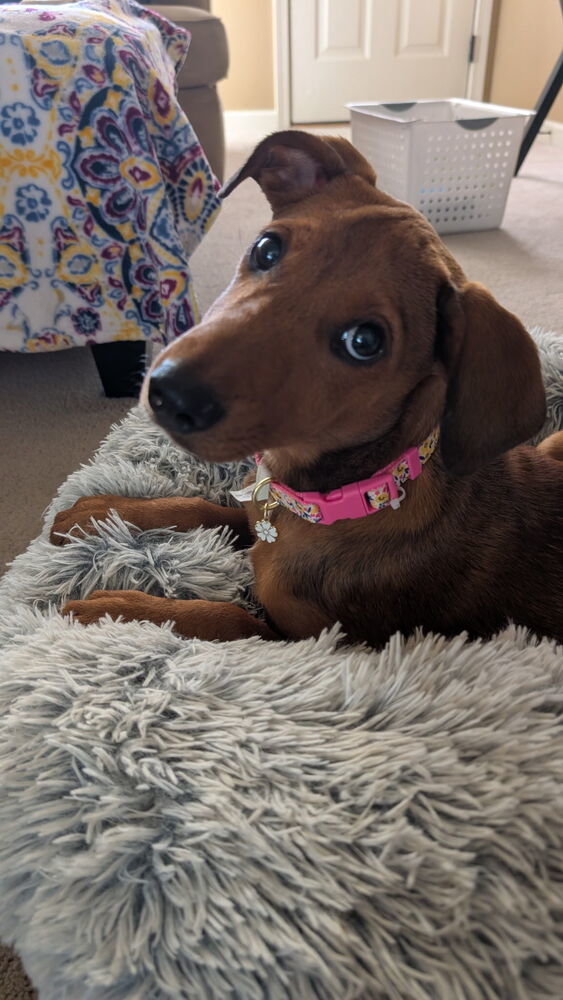 MacKenzie - M litter