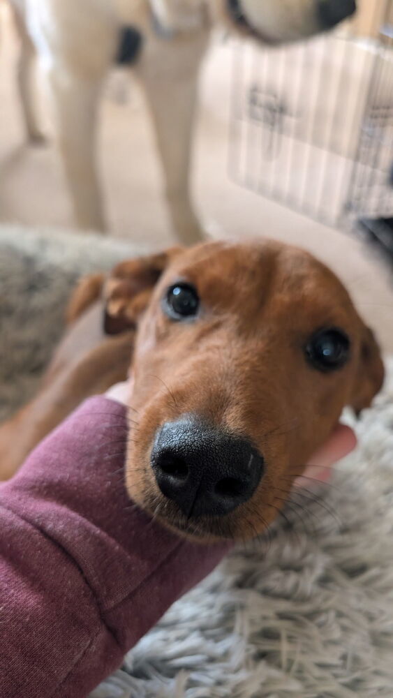 MacKenzie - M litter