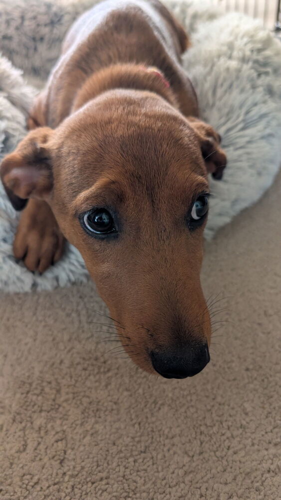 MacKenzie - M litter