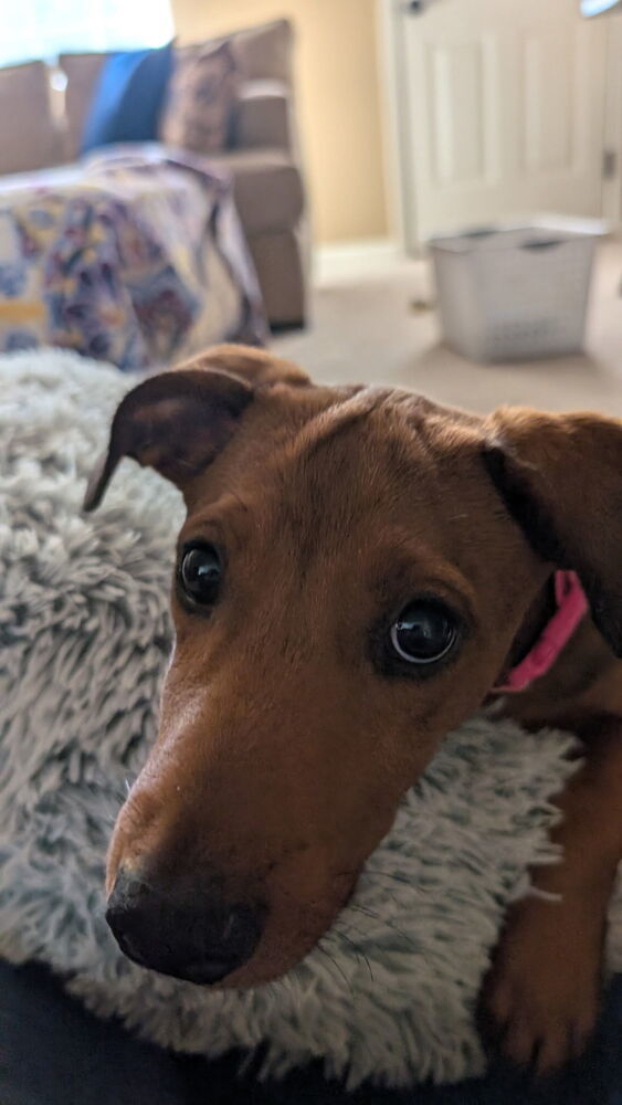 MacKenzie - M litter