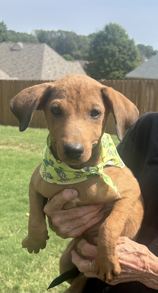 MacKenzie - M litter