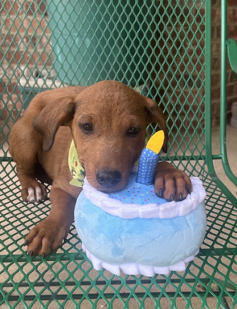 MacKenzie - M litter