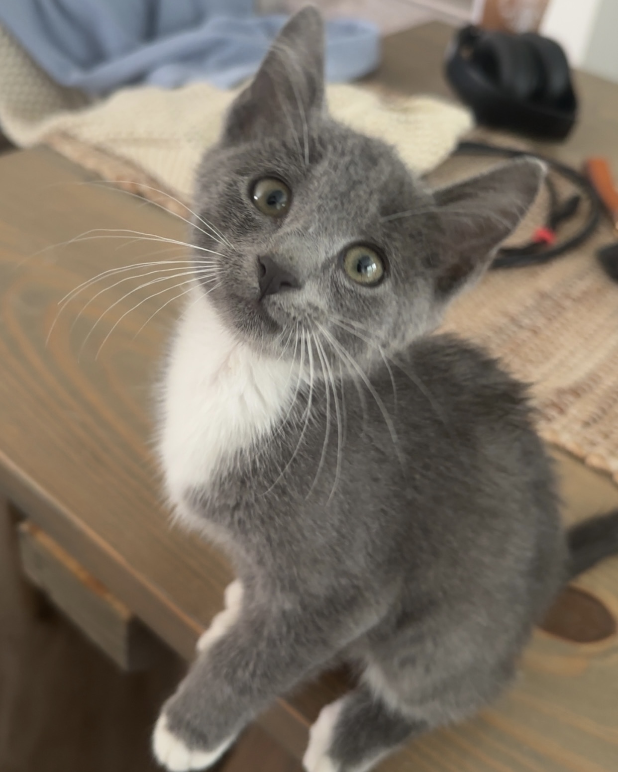 Purrsephone