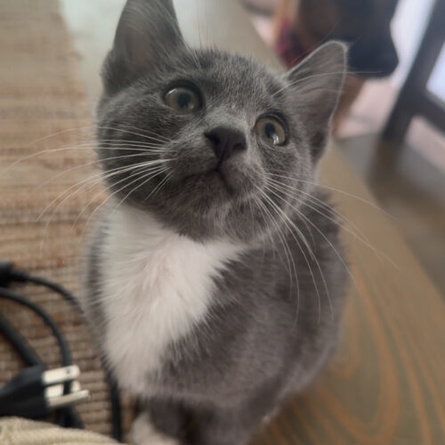 Purrsephone