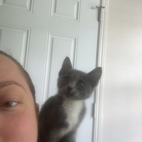Purrsephone