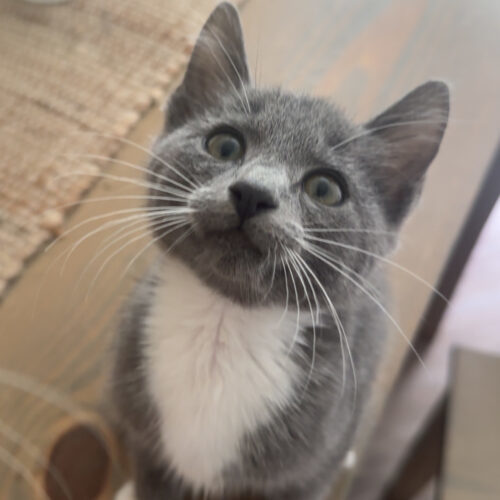 Purrsephone