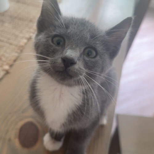 Purrsephone