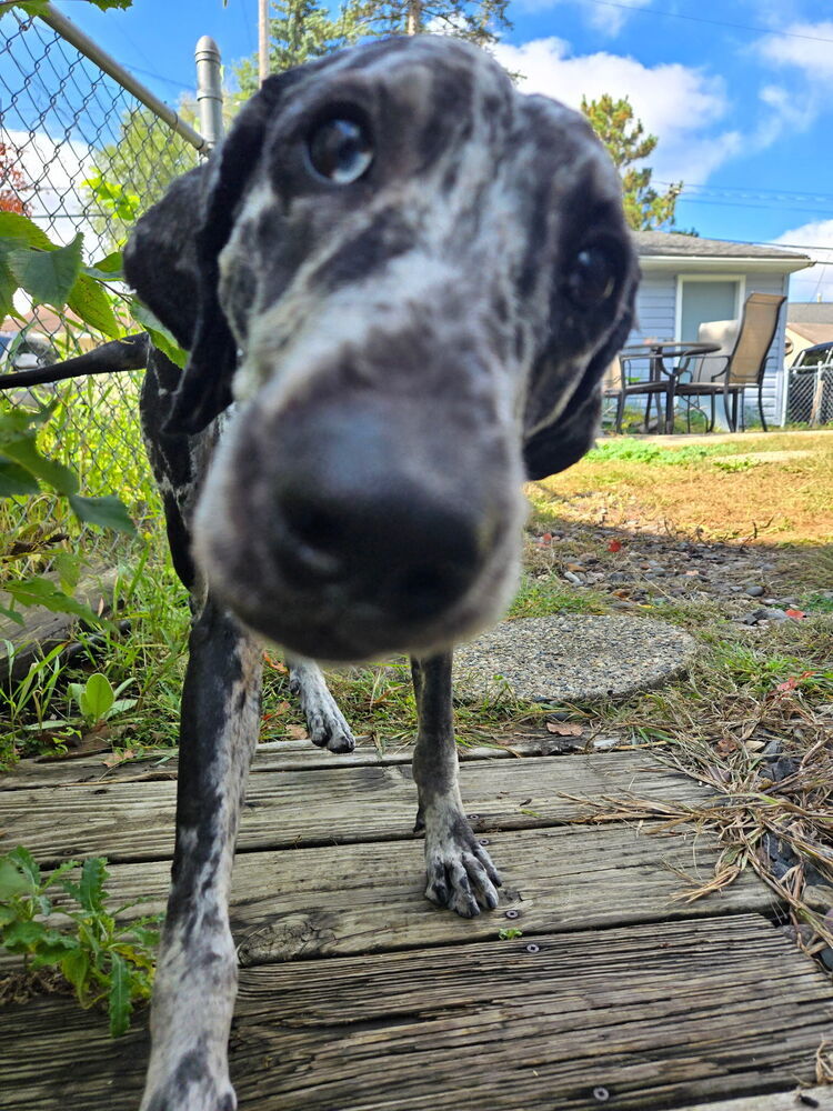 Julia