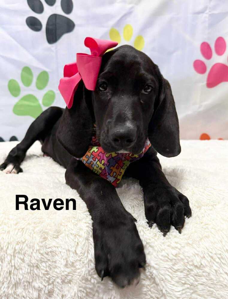 Raven
