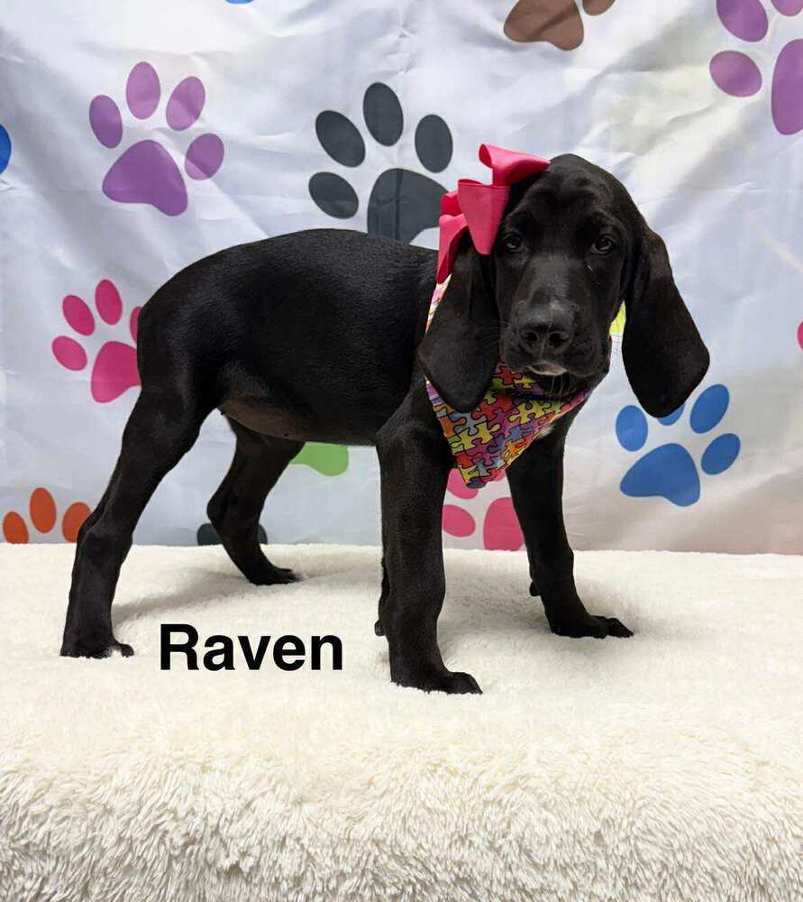 Raven