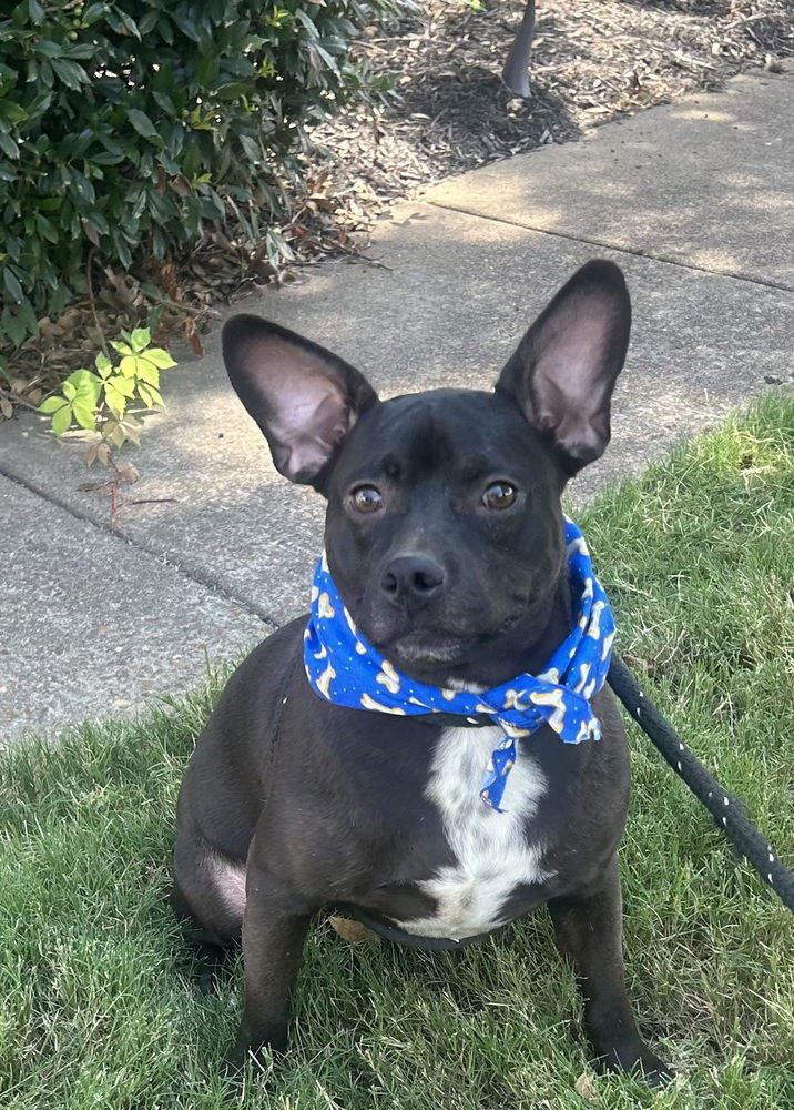 Baxter