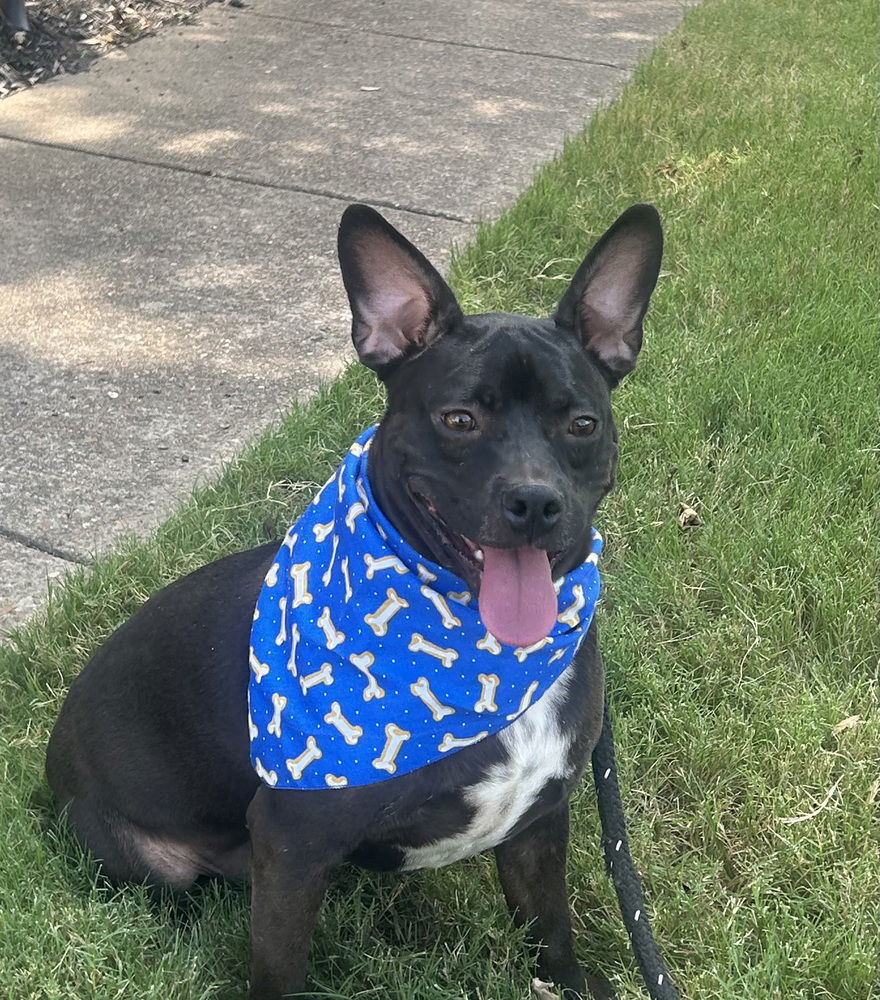 Baxter