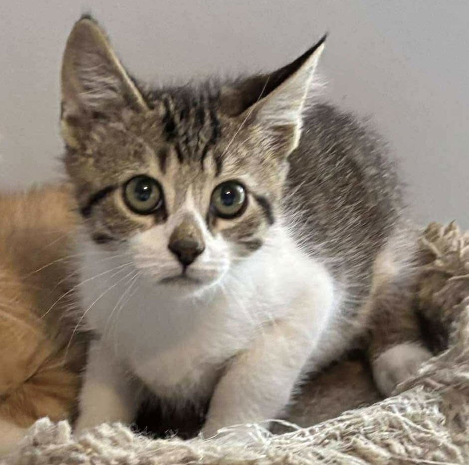 Sasha: Visit At Petsmart Lynchburg