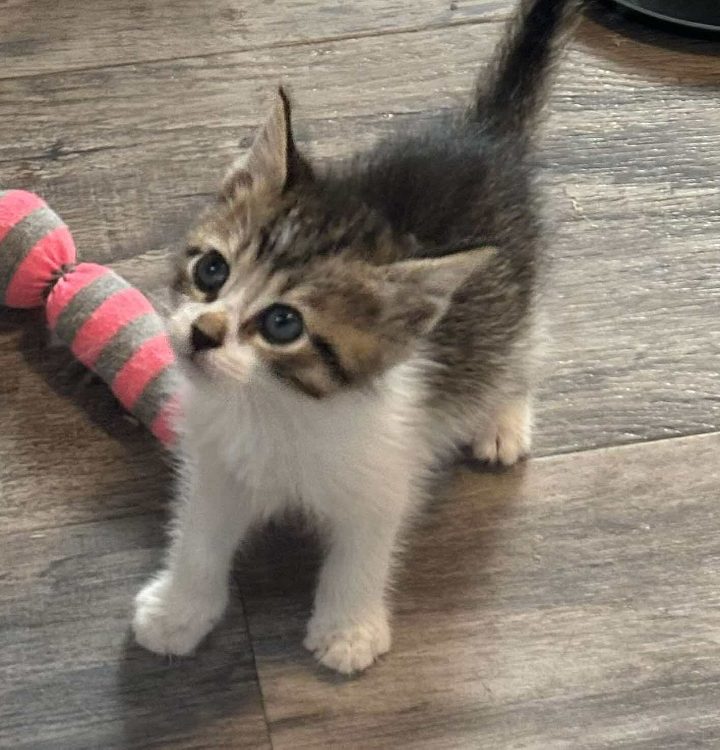 Sasha: Visit At Petsmart Lynchburg