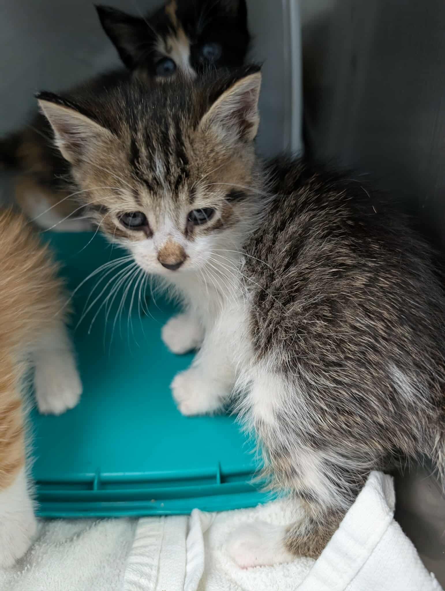 Sasha: Visit At Petsmart Lynchburg