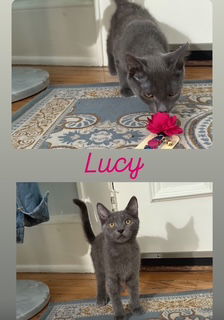 Lucy