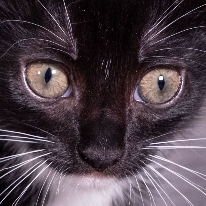 Macaron - Andrea foster 2