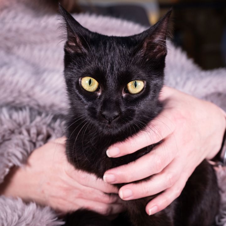 Petit Four - Andrea foster 2