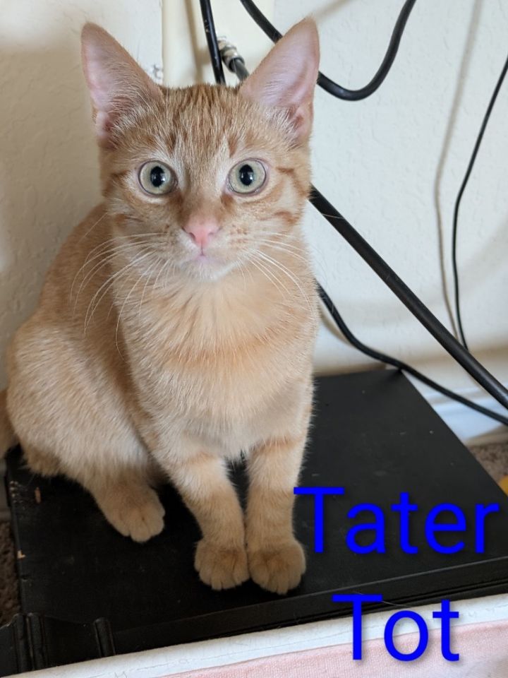 Tater Tot 1