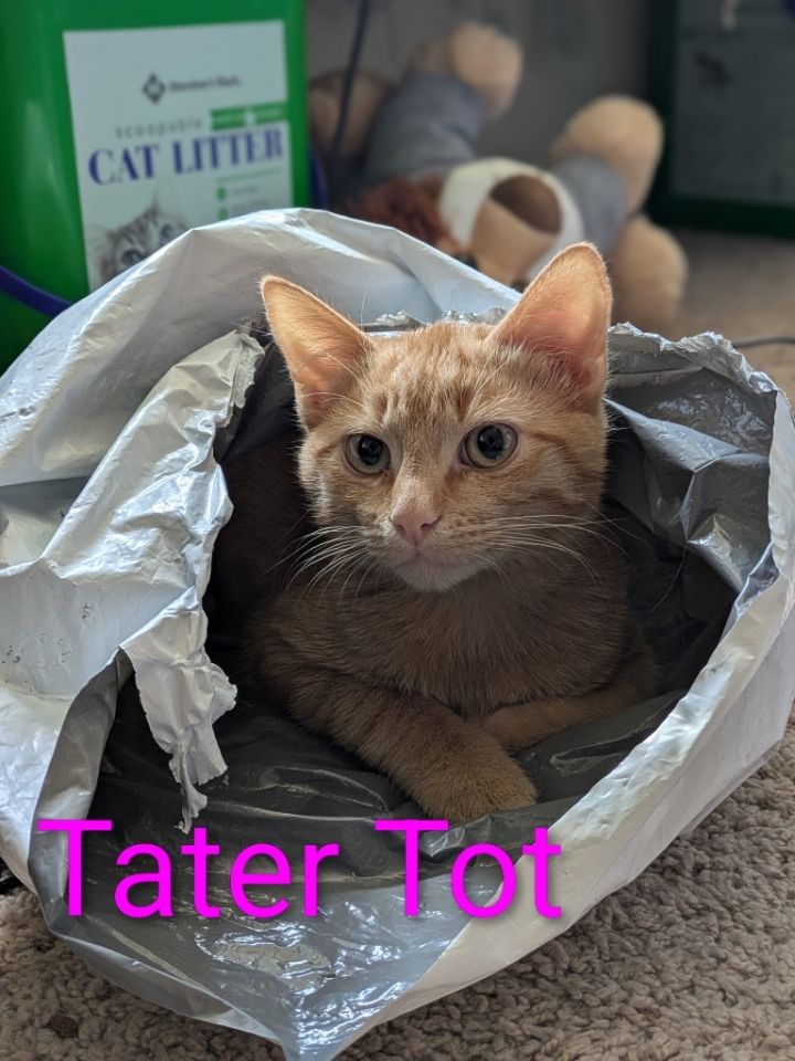 Tater Tot 2
