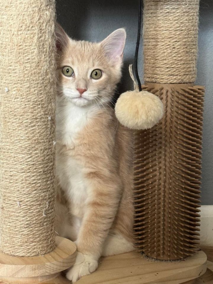 Duck (Bonded with Goose) 1