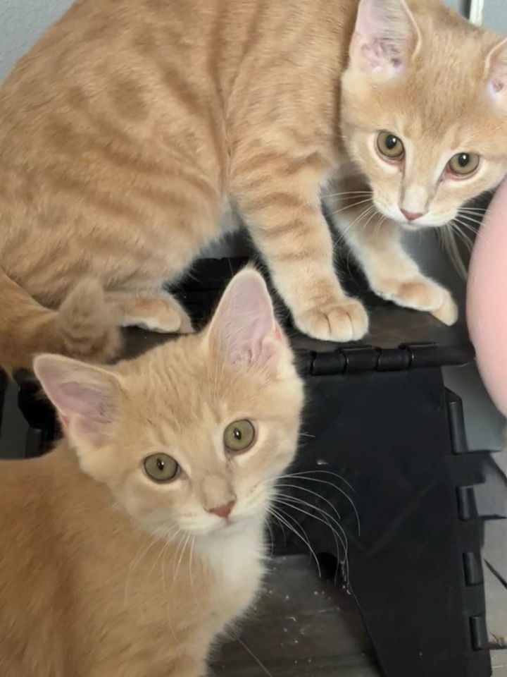 Duck (Bonded with Goose) 2