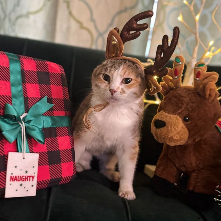 Princess Ruby Scrat 1