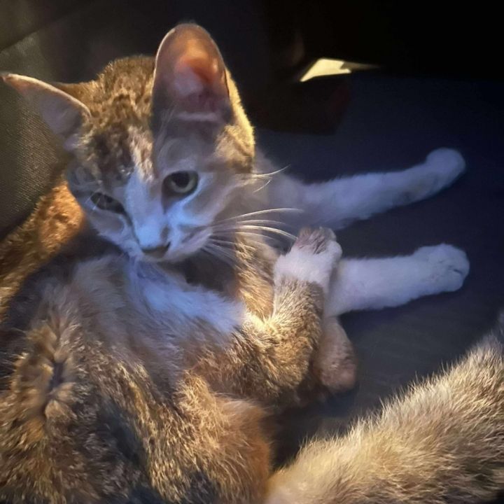 Princess Ruby Scrat 2