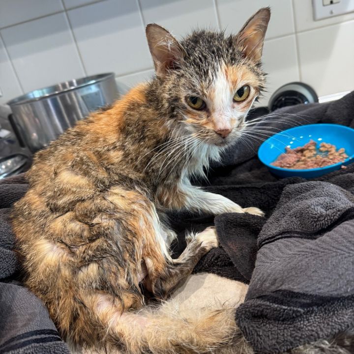 Princess Ruby Scrat 3