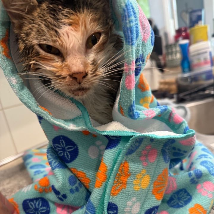 Princess Ruby Scrat 4