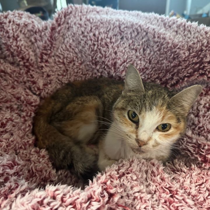 Princess Ruby Scrat 5