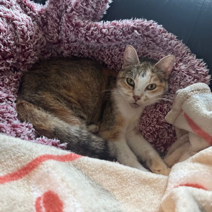 Princess Ruby Scrat 6