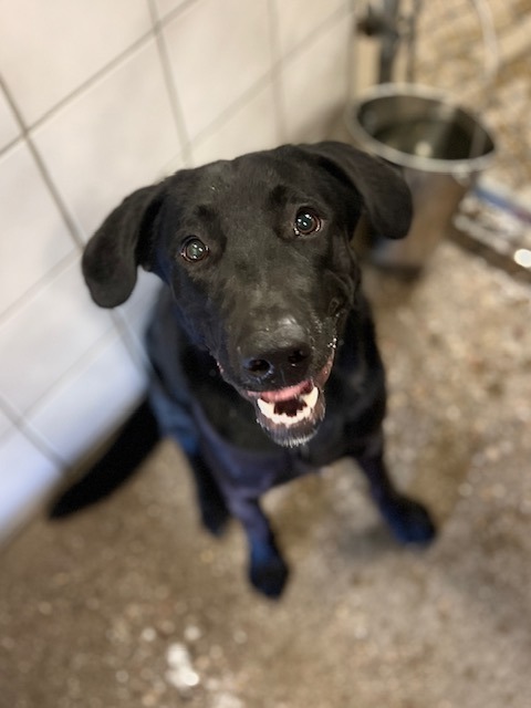 Tater, an adoptable Labrador Retriever in Rock Springs, WY, 82901 | Photo Image 1