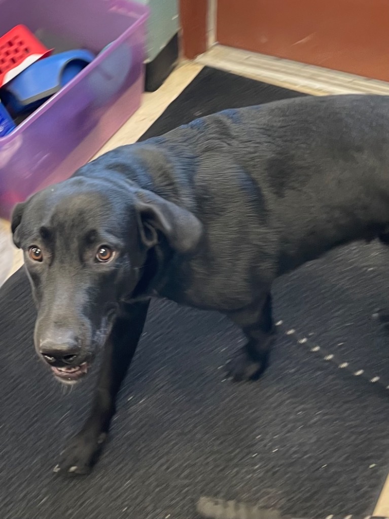 Tater, an adoptable Labrador Retriever in Rock Springs, WY, 82901 | Photo Image 2