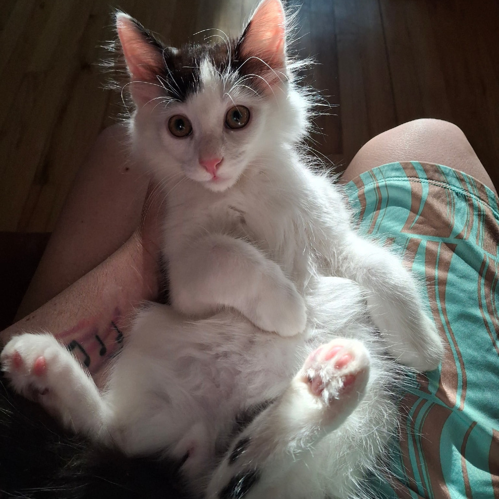 Espurr (Bonded to Calvin)