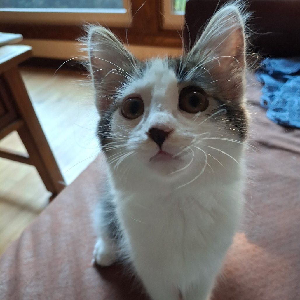 Espurr (Bonded to Calvin)