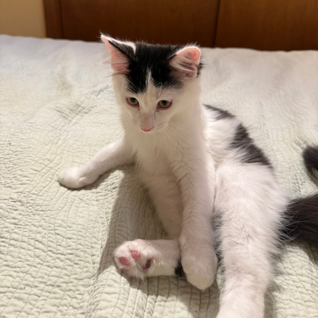 Calvin (Bonded to Espurr)