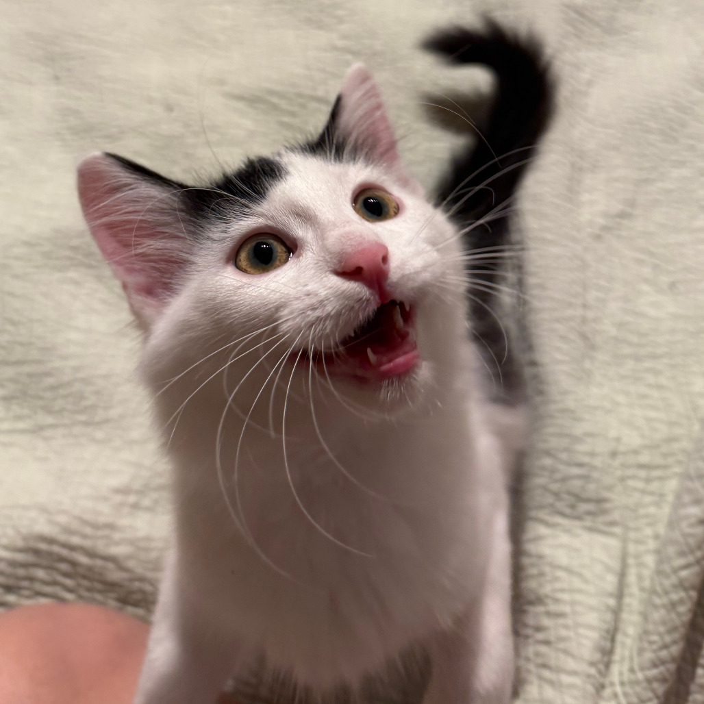 Calvin (Bonded to Espurr)