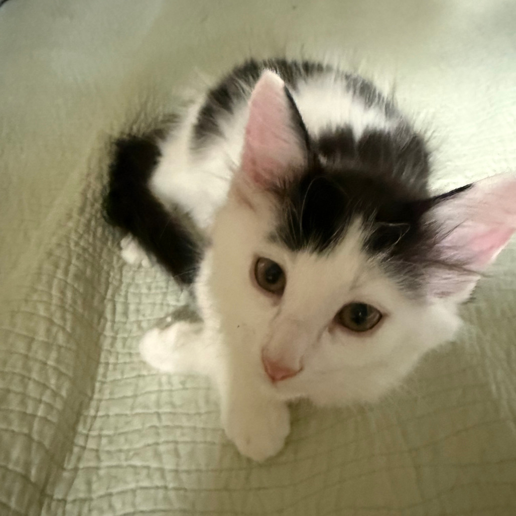 Calvin (Bonded to Espurr)