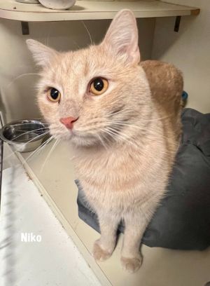 144-Niko - Bonded with Shenzee