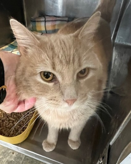 144-Niko - Bonded with Shenzee 2