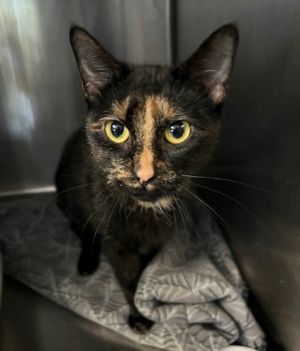 144-Shenzee - Bonded with Niko