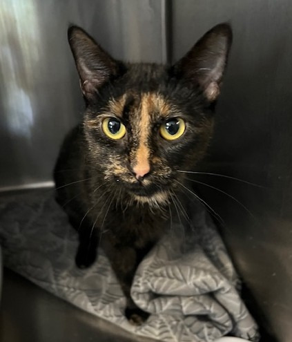 144-Shenzee - Bonded with Niko 1