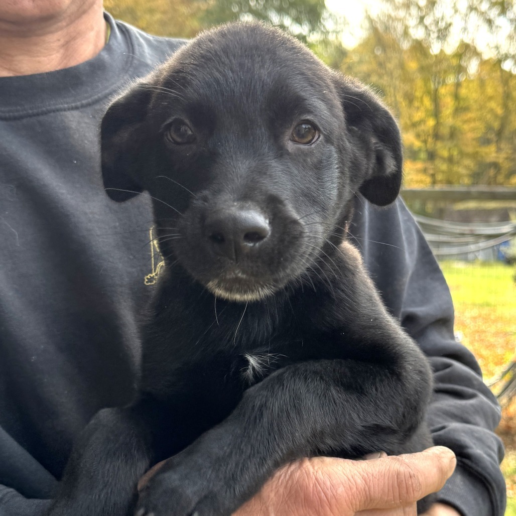 NY Hugo (Foster in North Salem)