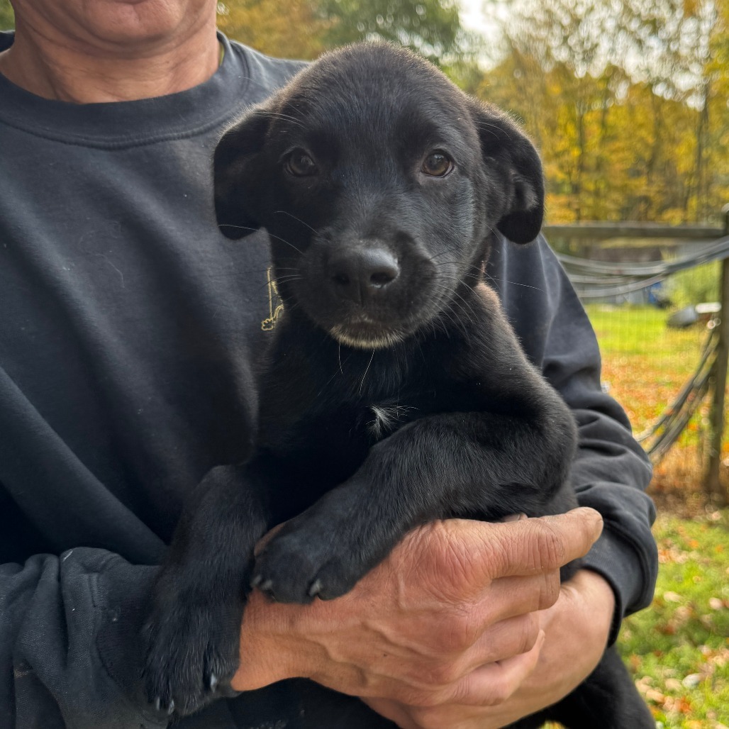 NY Hugo (Foster in North Salem)