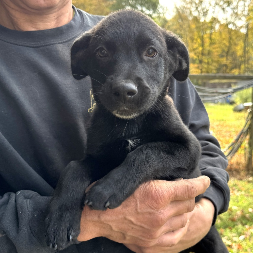 NY Hugo (Foster in North Salem)