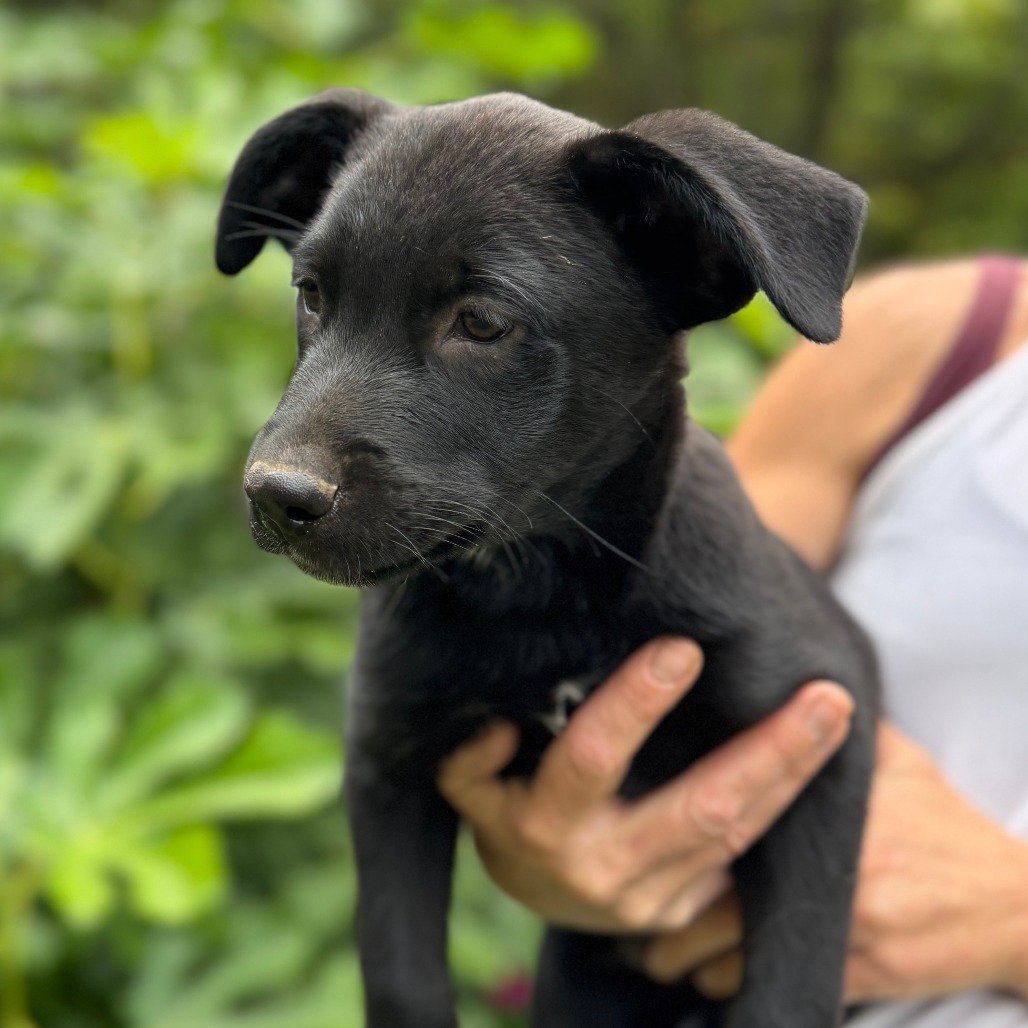 NY Hugo (Foster in North Salem)