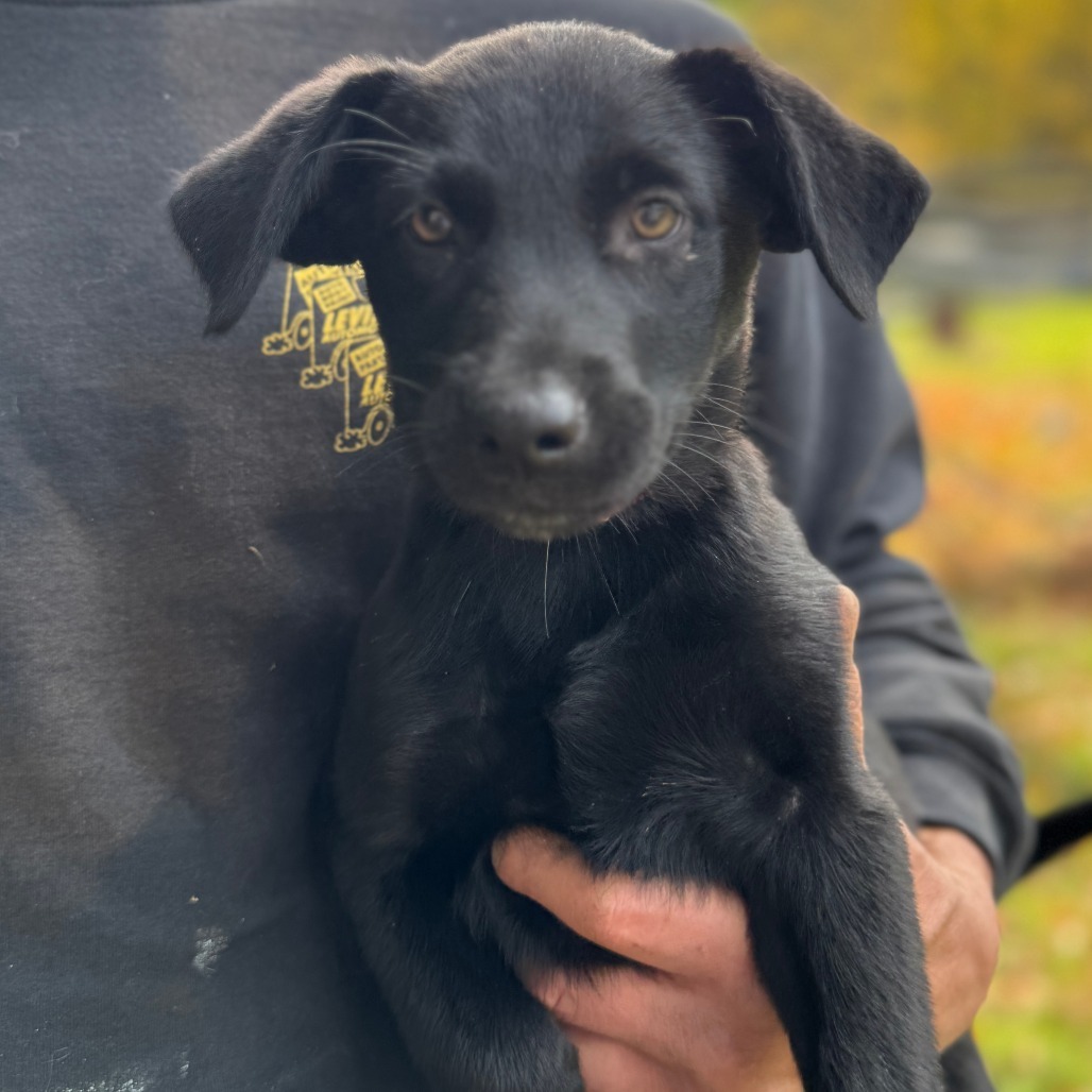 NY Hazel (Foster in North Salem)