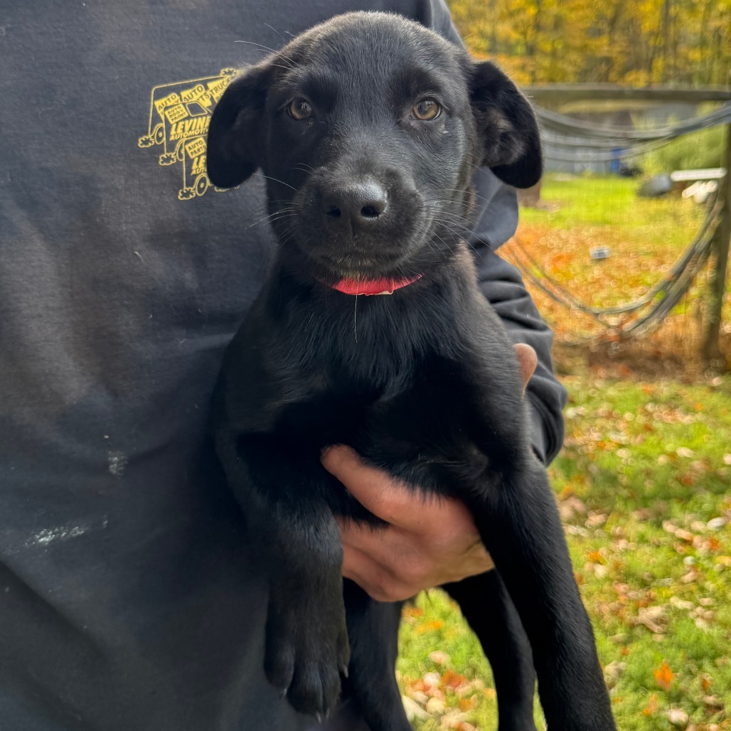 NY Hazel (Foster in North Salem)
