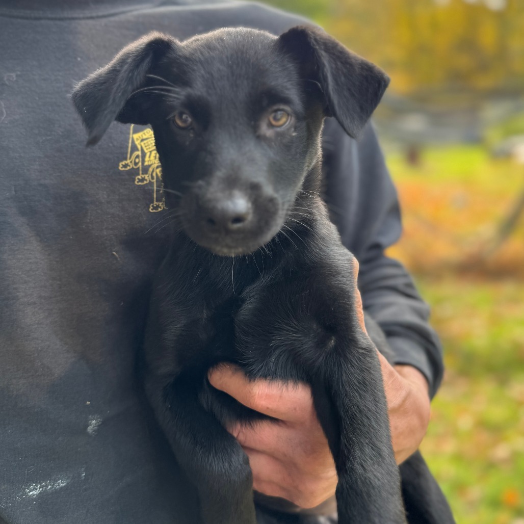 NY Hazel (Foster in North Salem)